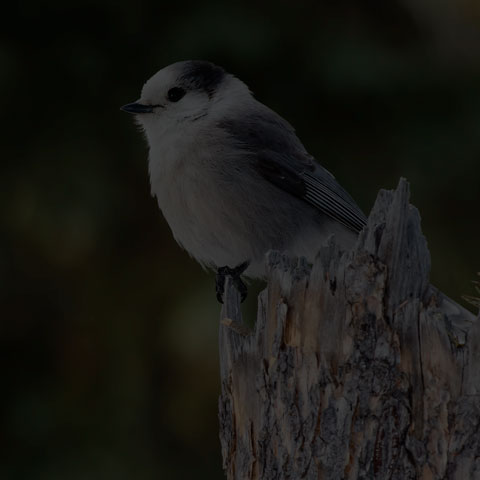 Canada Jay