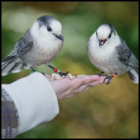 Canada Jay