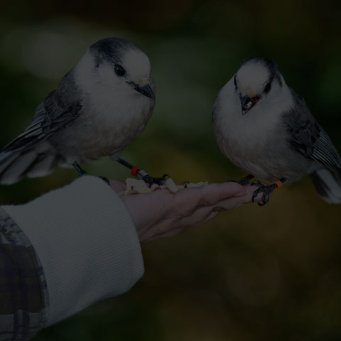 Canada Jay