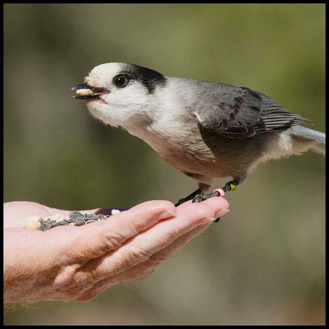 Canada Jay