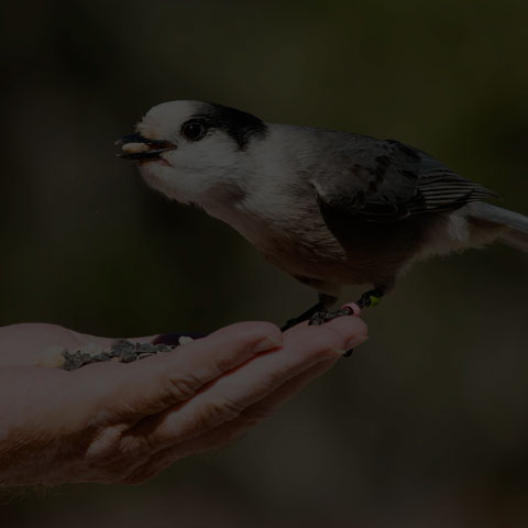 Canada Jay
