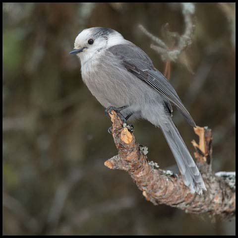 Canada Jay