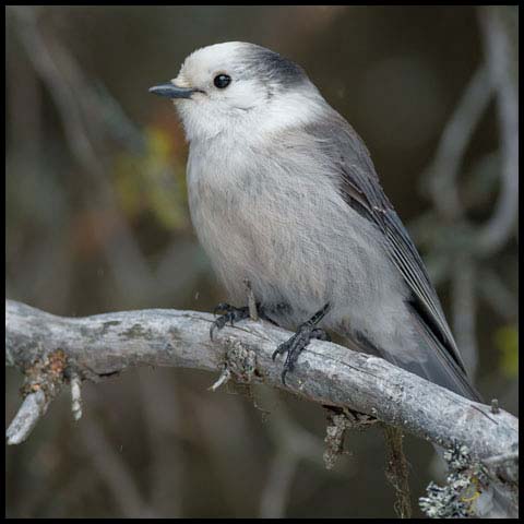 Canada Jay