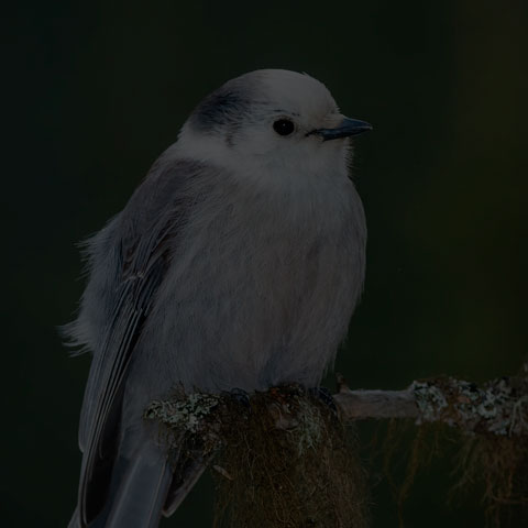 Canada Jay