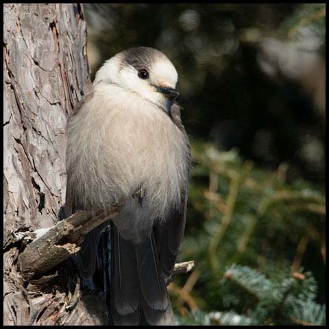Canada Jay