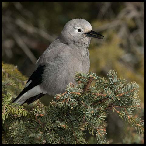 Clark's Nutcracker