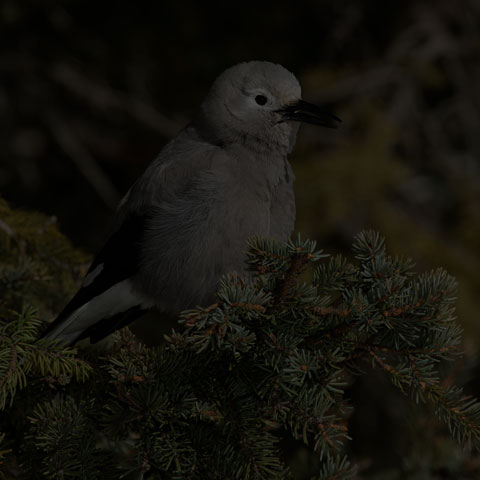 Clark's Nutcracker