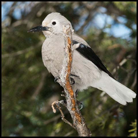 Clark's Nutcracker