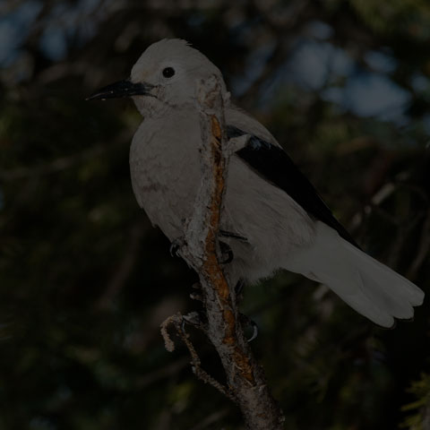 Clark's Nutcracker
