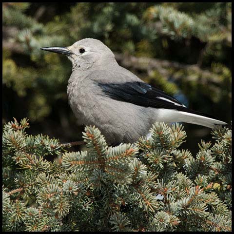 Clark's Nutcracker