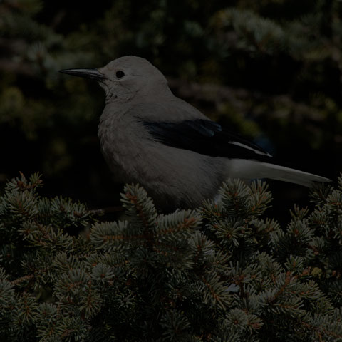 Clark's Nutcracker