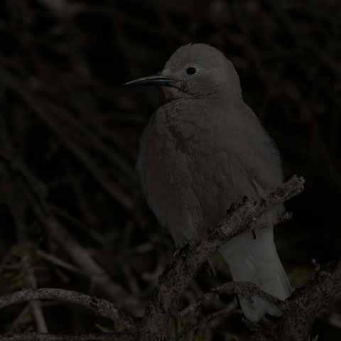 Clark's Nutcracker