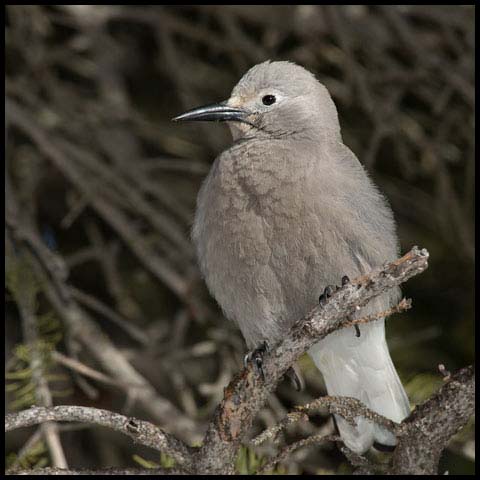 Clark's Nutcracker