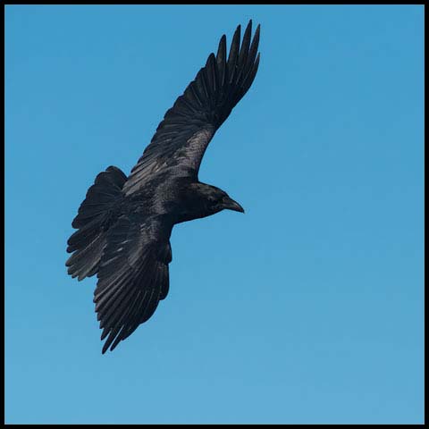 Common Raven