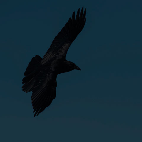 Common Raven