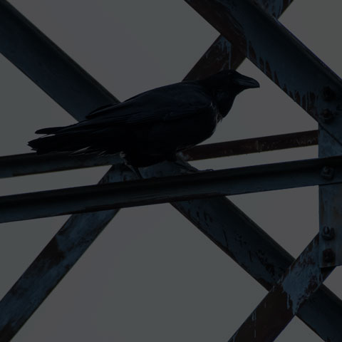 Common Raven
