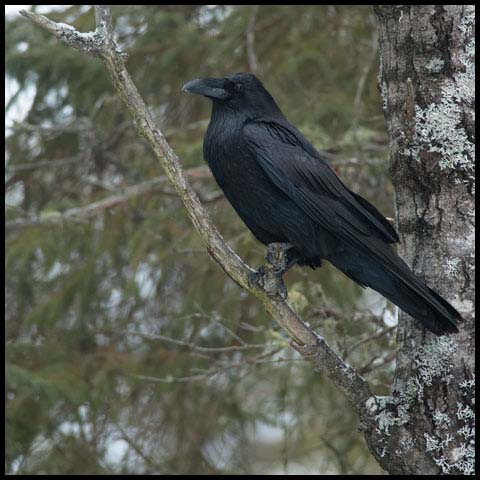 Common Raven