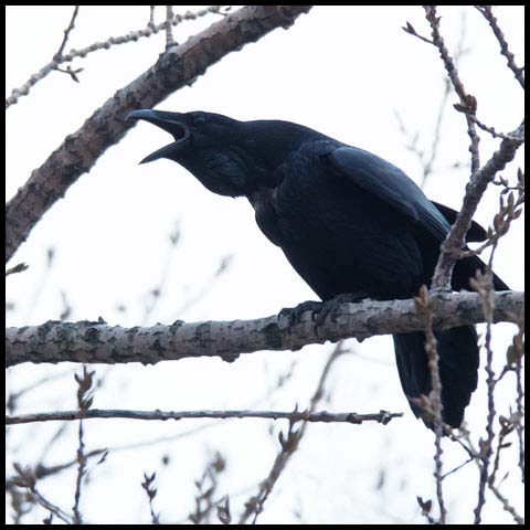 Common Raven