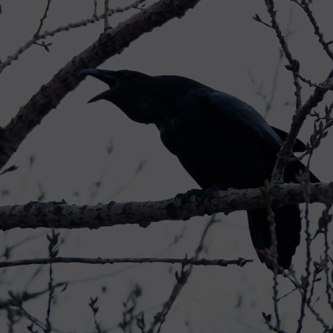 Common Raven