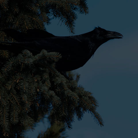 Common Raven