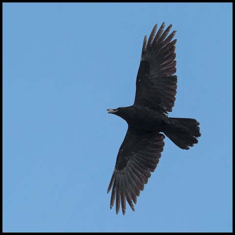 Common Raven