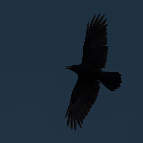 Common Raven