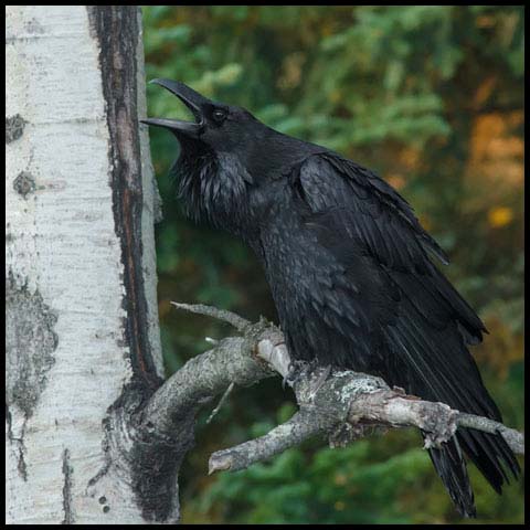 Common Raven