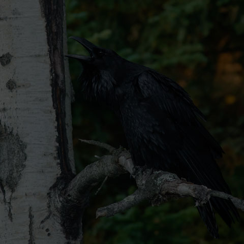 Common Raven