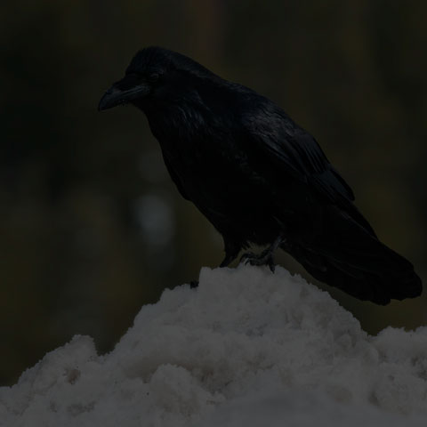 Common Raven