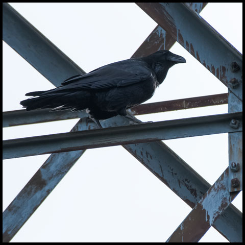 Common Raven