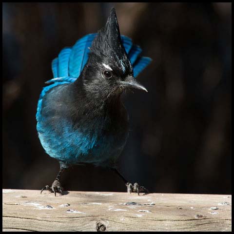 Steller's Jay