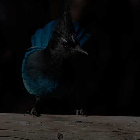 Steller's Jay
