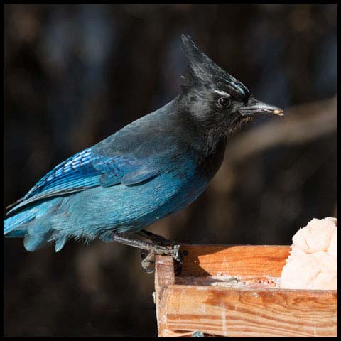 Steller's Jay