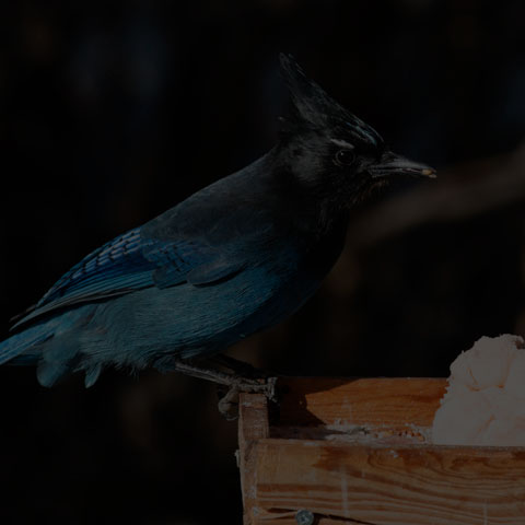 Steller's Jay