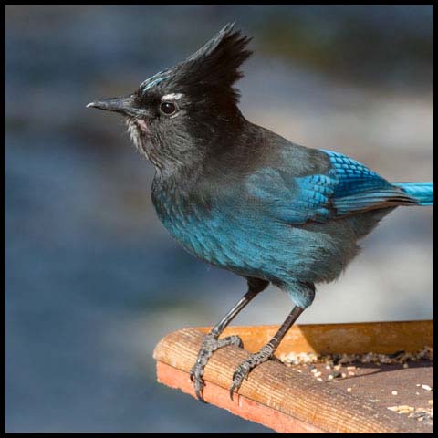 Steller's Jay