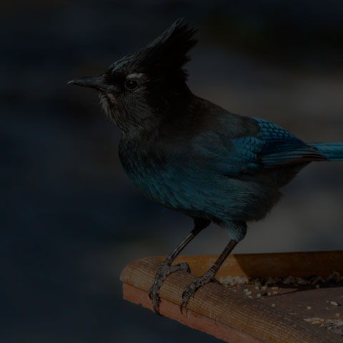 Steller's Jay