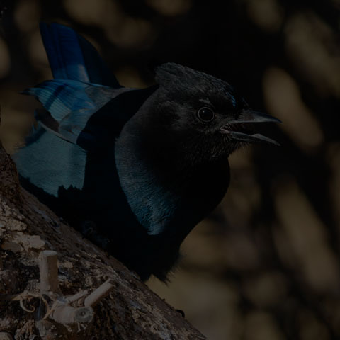 Steller's Jay