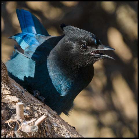 Stellar's Jay