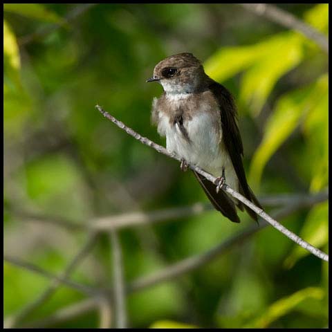 Bank Swallow