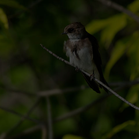 Bank Swallow