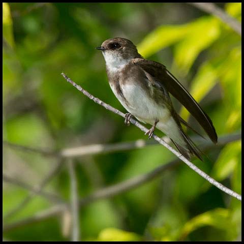 Bank Swallow