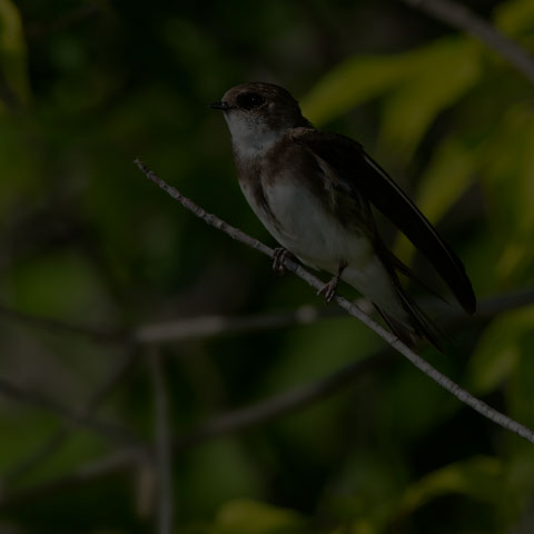 Bank Swallow