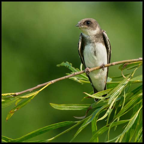 Bank Swallow