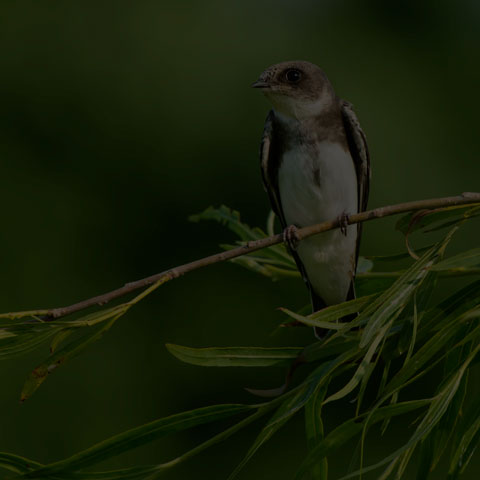 Bank Swallow