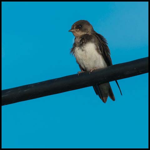 Bank Swallow