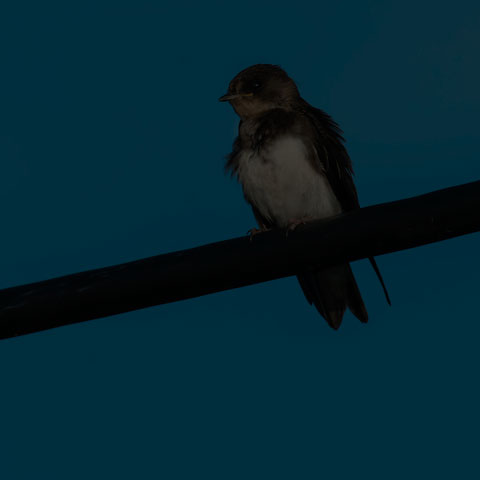 Bank Swallow