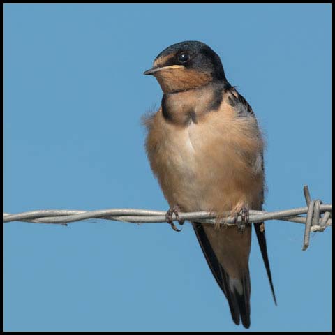 Barn Swallow