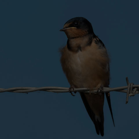 Barn Swallow