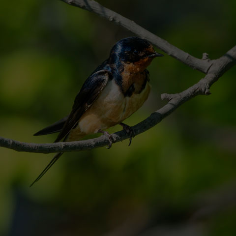 Barn Swallow