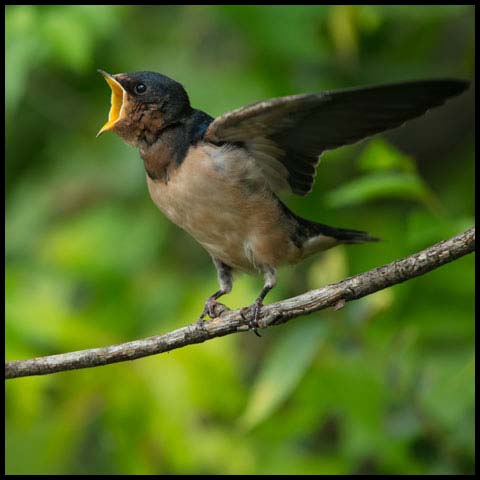 Barn Swallow